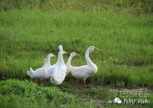 八鹅吃瓜菌会火不空娱乐