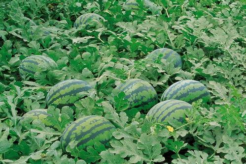 娱乐吃瓜酱一半是植物人